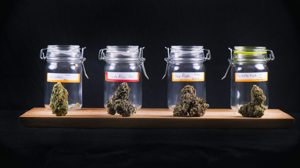 Assorted cannabis bud strains and glass jars isolated on black background