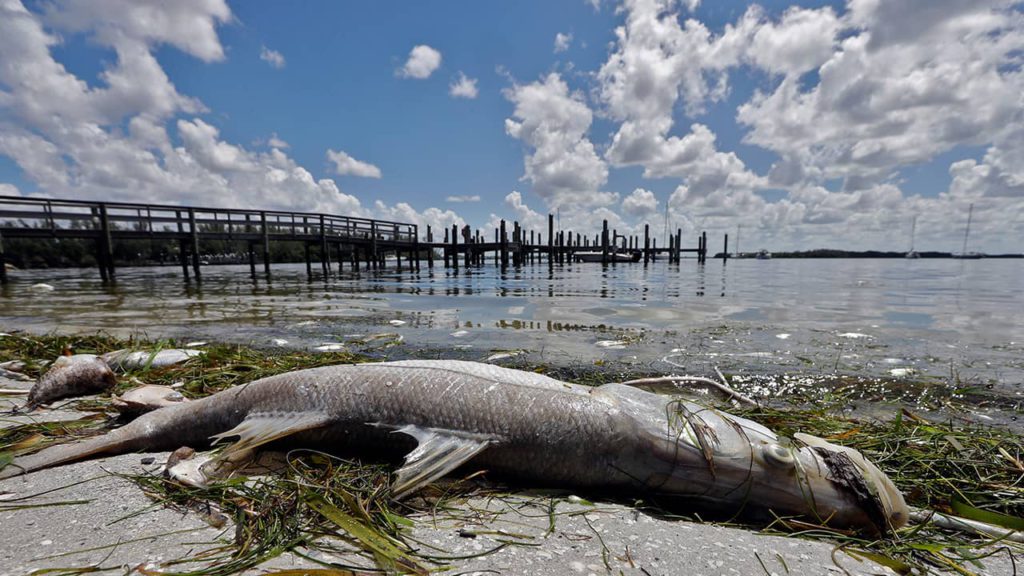 Photo of a dead snook in Florida
