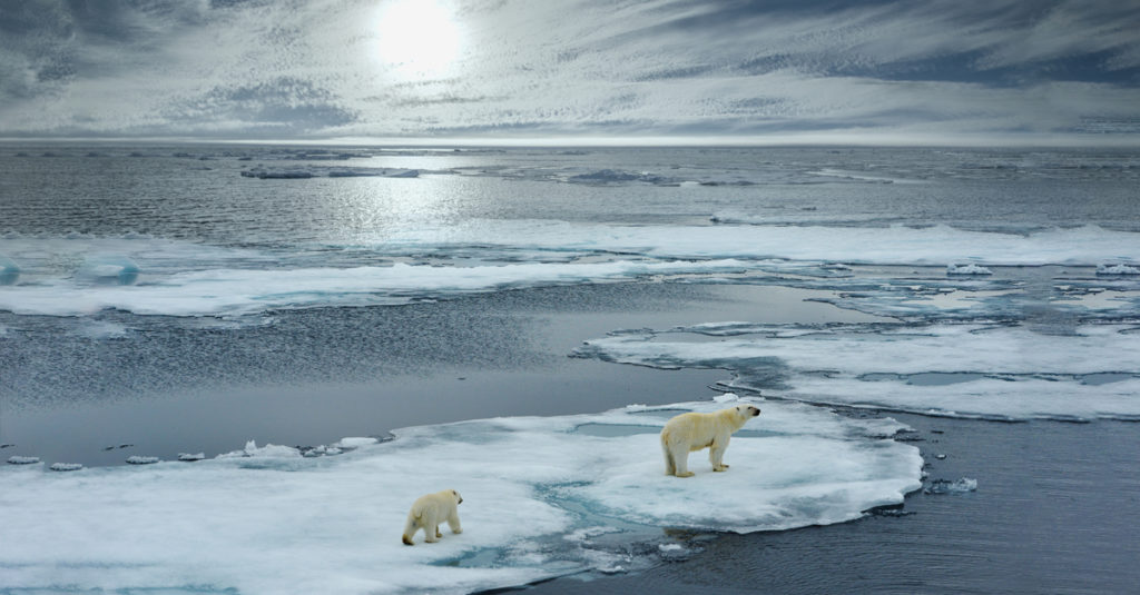 Are Polar Bears Extinct? Actually, They Are Abundant GV Wire