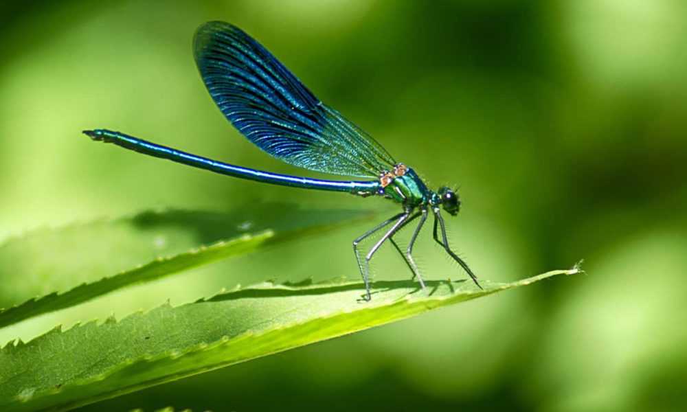 10 Plants That Attract Dragonflies for Mosquito Control GV Wire