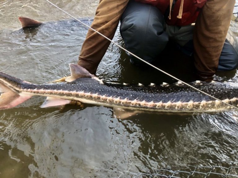 Holy Mackerel! Rare Green Sturgeon Found on San Joaquin River. GV