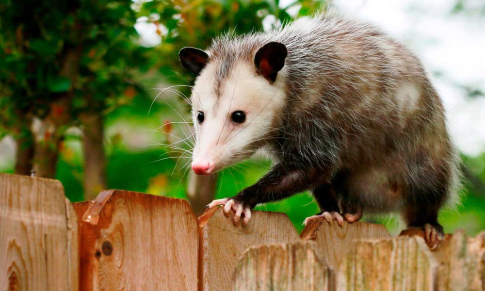 Backyard Possums are Active. Clovis Animal Agency Says Let Them Be