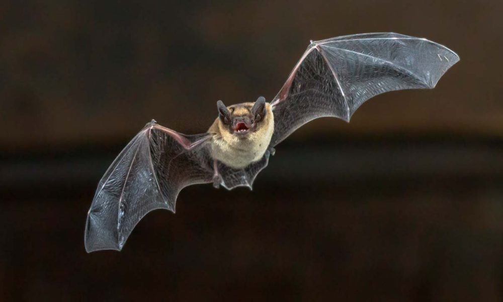 Caltrans is ‘Evicting’ Thousands of Bats from Sacramento Freeway with
