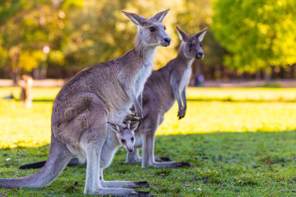kangaroos patta