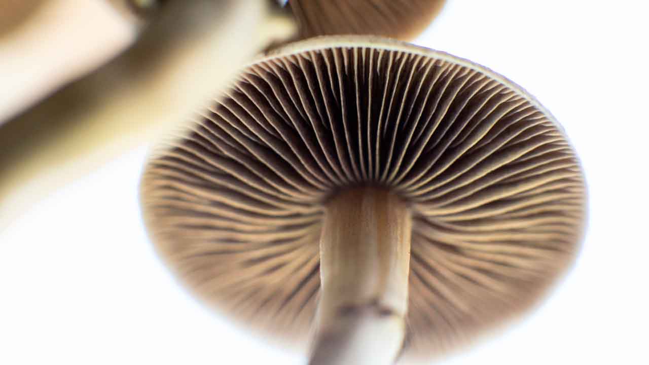 Will Magic Mushrooms Other Psychedelics Become Legal In California