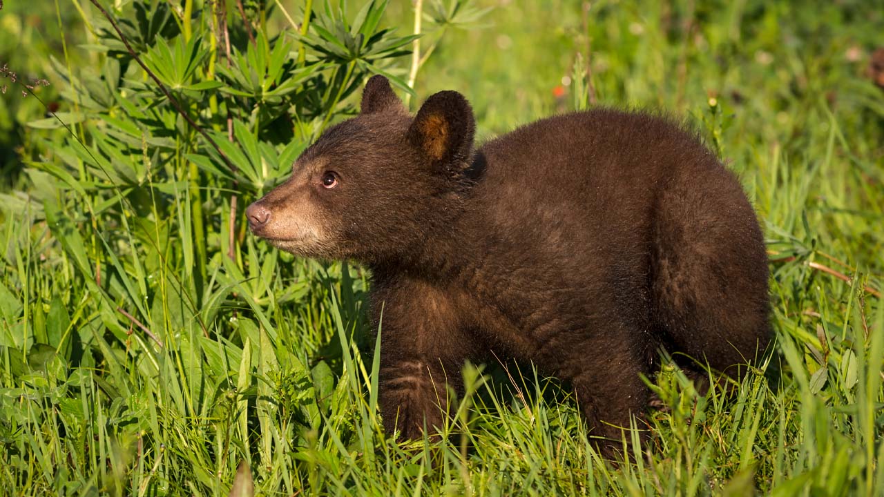 California Cubs