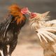 cockfighting