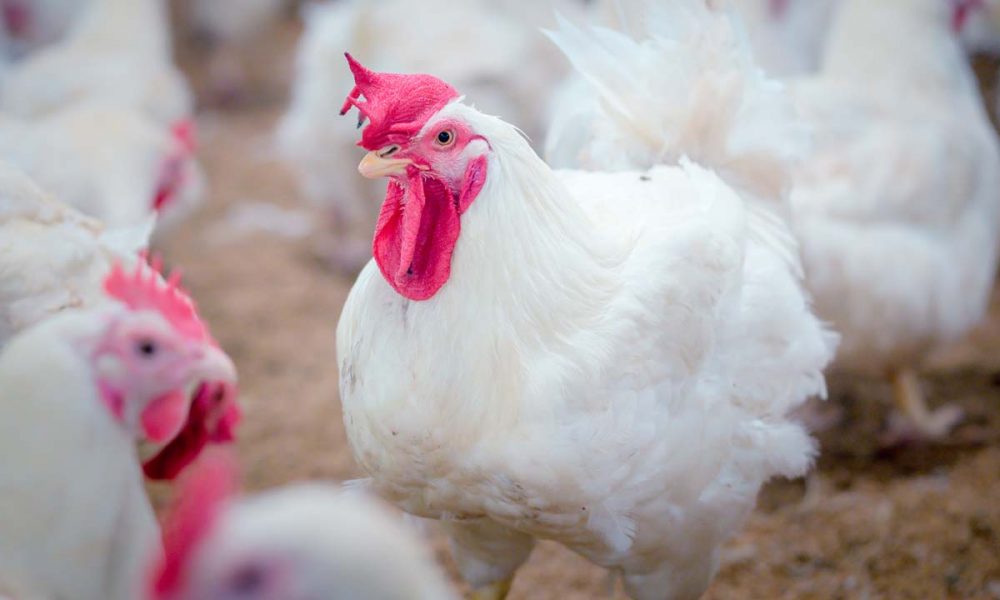 Nearly 34,000 Chickens Destroyed in Fresno County After Bird Flu Outbreak GV Wire Explore