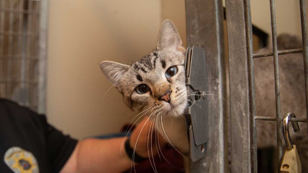 Free Pet Adoptions This Weekend at Fresno County and City Shelters GV