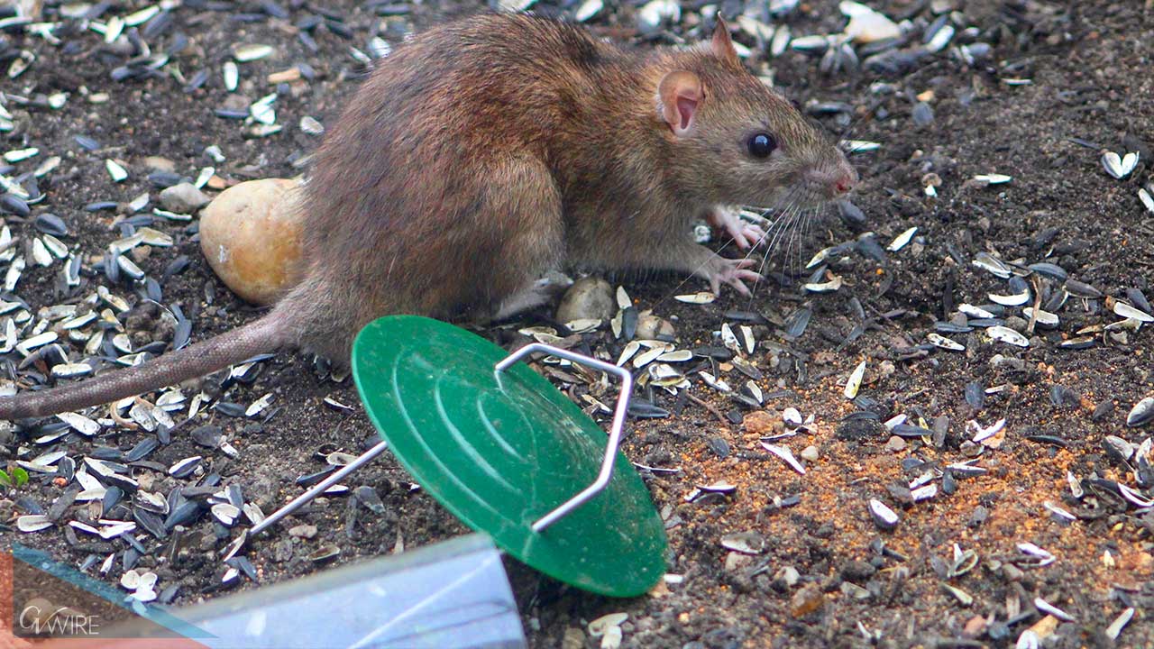 BEST DIY RAT TRAPS THAT WORK!! $1000 Rat Trap Challengebest rodent  removal.. 