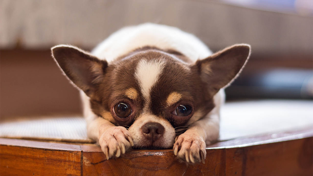 are chihuahuas a good dog breed for home protection