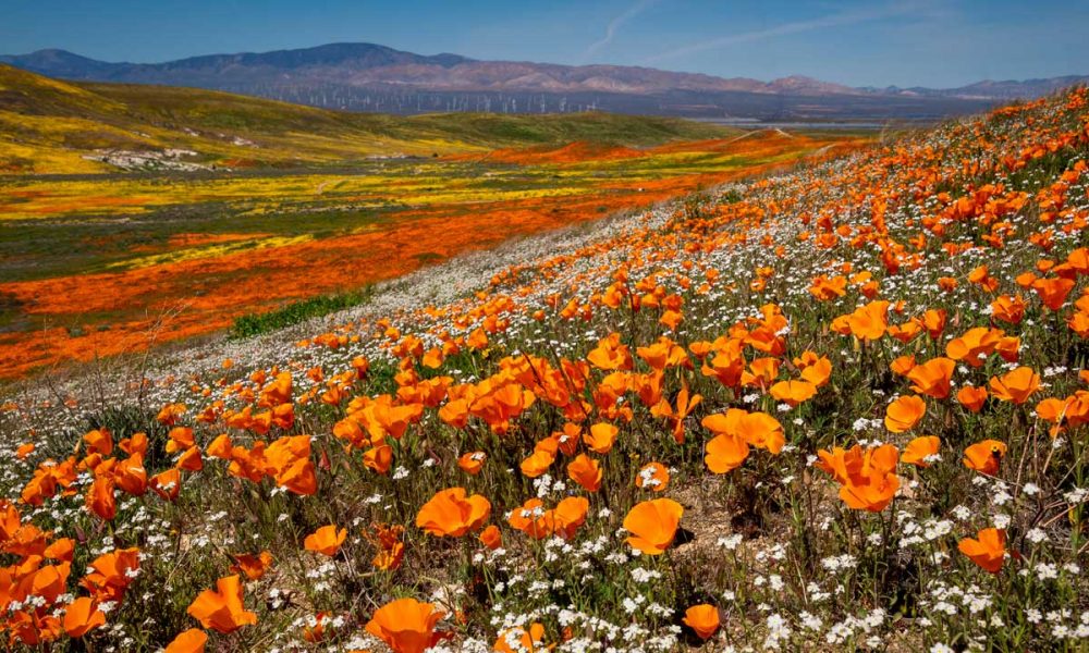 Fresno Earth Day Event Reinforces Importance of Environmental Protection GV Wire Explore