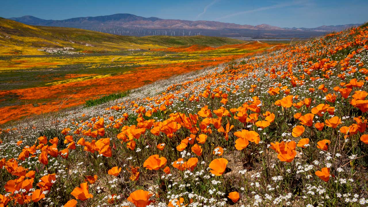 California Poppy Day 2024, Event Information