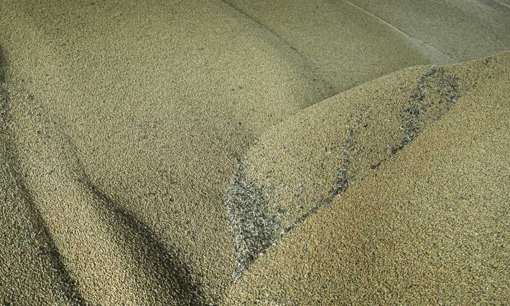 Russia OKs Short Extension of Ukraine Grain Deal - GV Wire - Explore. Explain. Expose - Vimarsana News