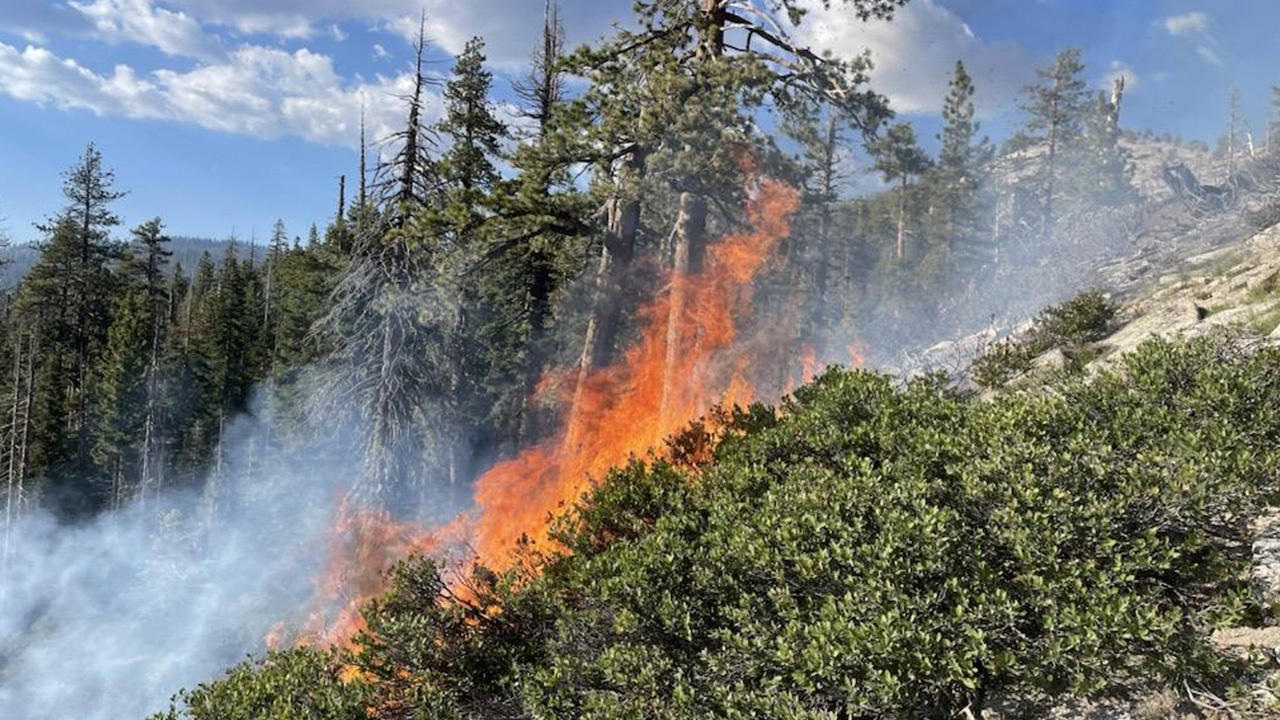 Yosemites Growing Pika Fire Is Example of Beneficial Wildfire - GV Wire picture