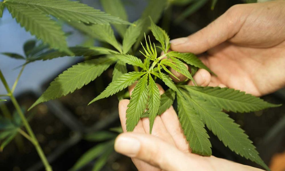 Germany's Cabinet Approves a Plan to Liberalize Rules on Cannabis Possession and Sale - GV Wire - Vimarsana News