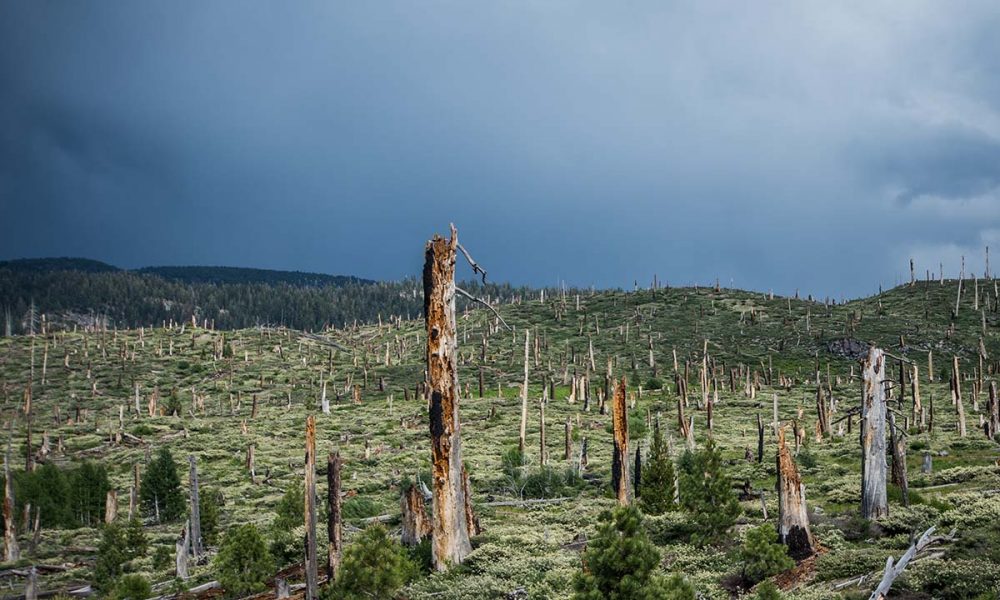 Special Report: Fire, Drought, Bark Beetles Ravage CA's Prized Forests. How Do We Restore Them? - GV Wire - Vimarsana News