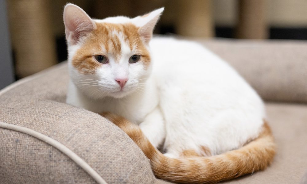 Sumac Has a Tangy ‘Catitutude’ and Loves to Explore GV Wire Explore