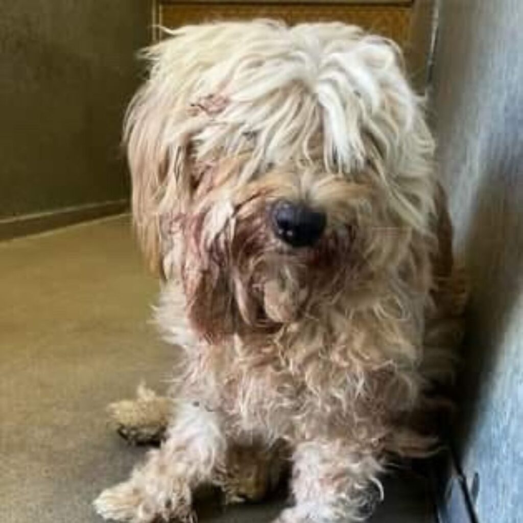 Brock Purdy The Pup Who Can’t Throw a Pass, but Will Intercept Your